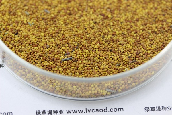 白三葉草種子的種植方法及技巧