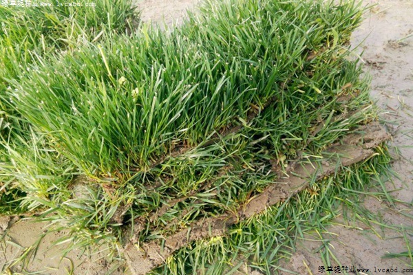 種植高羊茅什么時間打除草劑