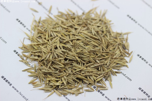 綠化草籽什么時候播種合適