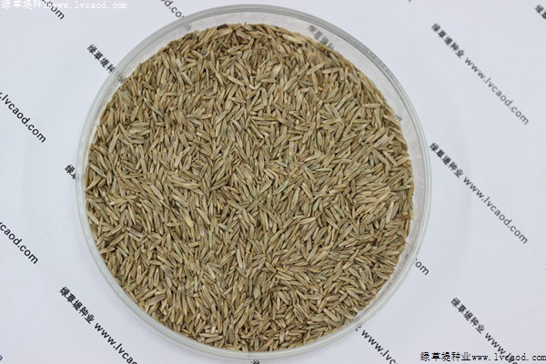 黑麥草草籽價格一般是多少，黑麥草草籽的播種方法