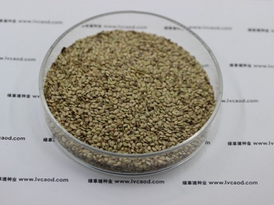 草種子批發價格多少錢一斤