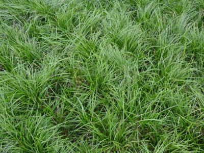 四季青草坪種子耐寒嗎，種植需要注意些什么