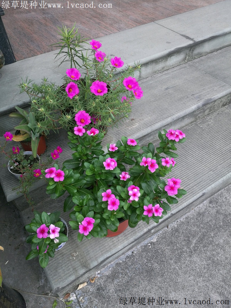 長春花
