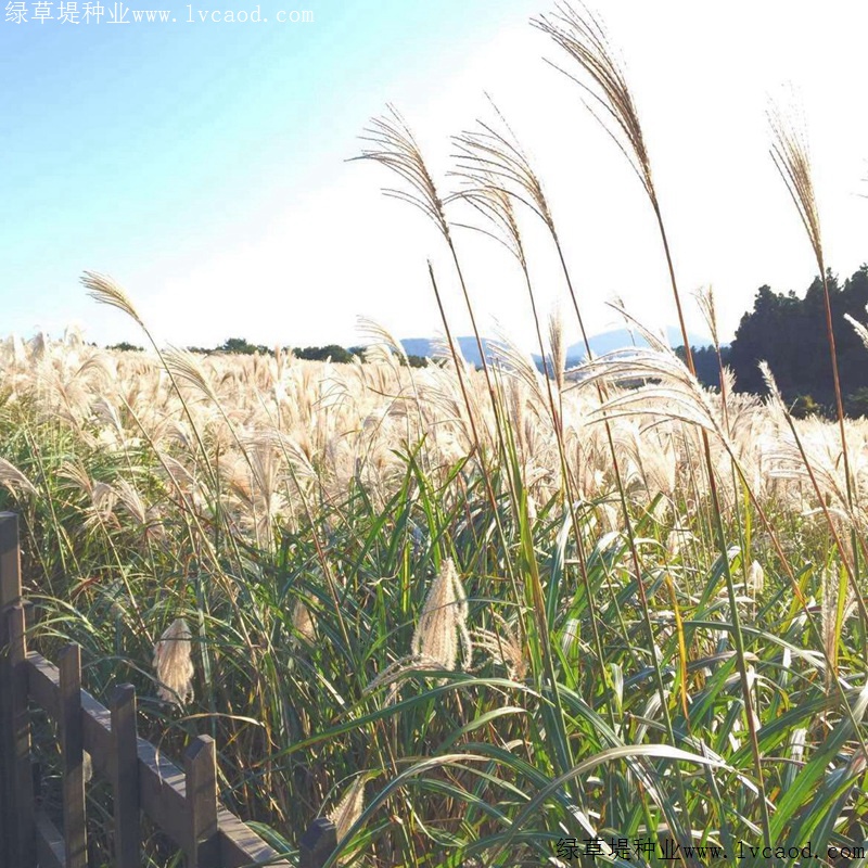 野芒草
