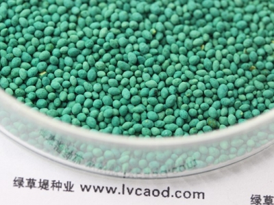 百慕大草坪可以做到四季常青嗎？
