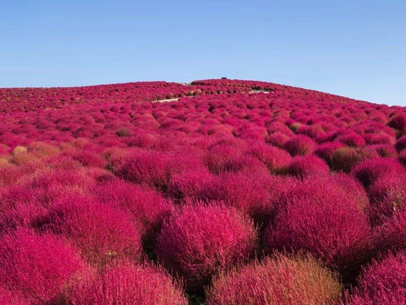 紅地膚