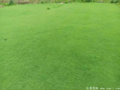 日本結(jié)縷草播種需要催芽嗎？種子生長效果如何？