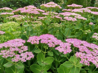 八寶景天種植在院子里風(fēng)水如何？
