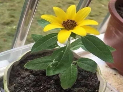 矮向日葵種子種多久開(kāi)花？