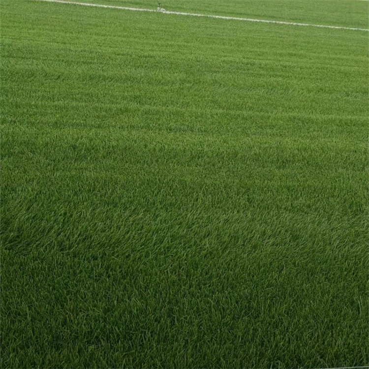 四季青草坪