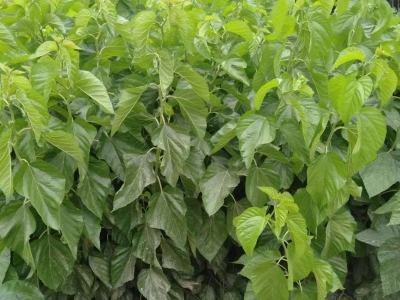 桑樹(shù)種子