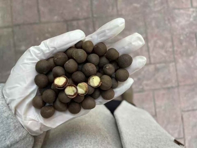 茶葉樹(shù)種子